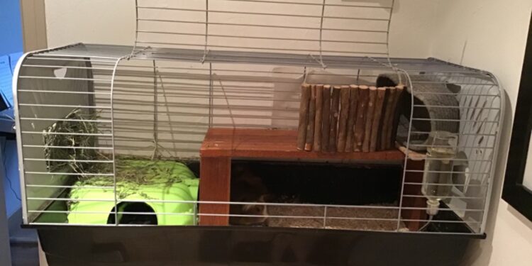 Comment faire pour que 2 cochons d'Inde s'entendent ?