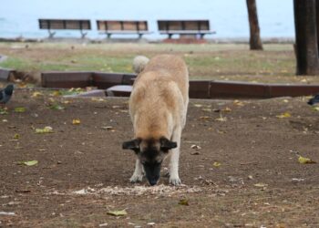 Comment faire pour que le chien ne mange pas des crottes ?