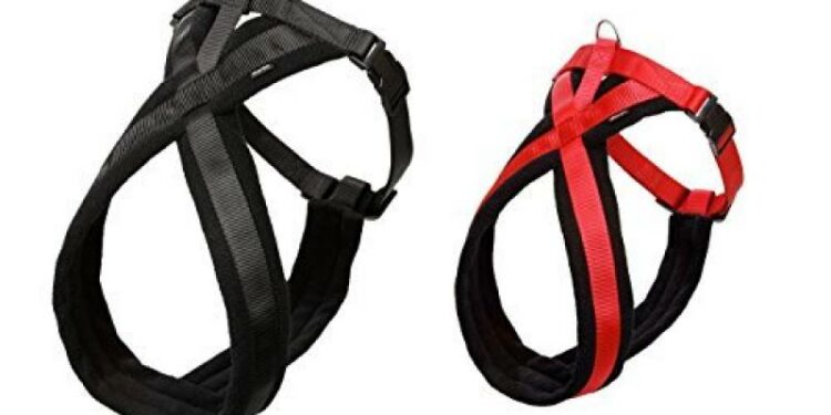 Comment faire pour que le chien ne tire pas ?