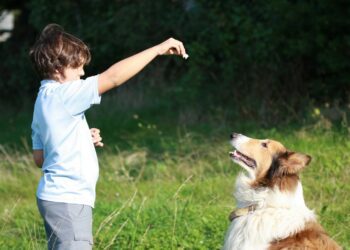Comment faire pour que le chien ne tire pas sur la laisse ?