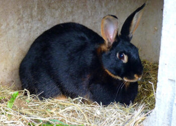 Comment faire pour que le lapin soit propre ?