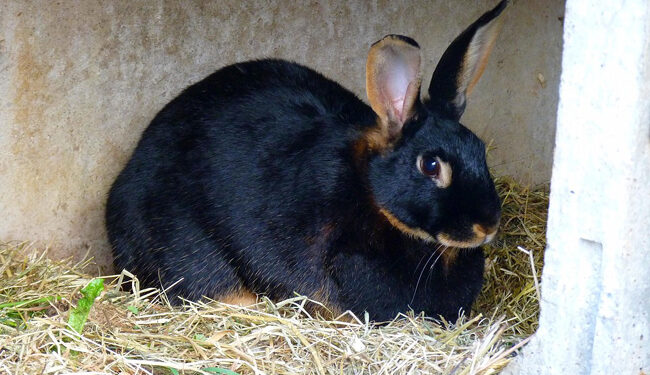 Comment faire pour que le lapin soit propre ?