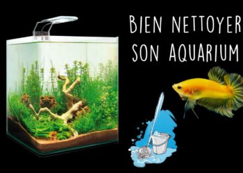 Comment faire pour que l'eau de l'aquarium reste propre ?