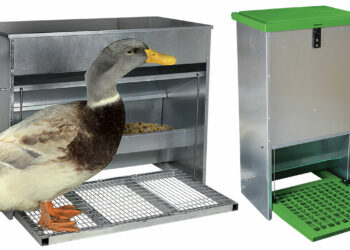 Comment faire pour que les oiseaux ne mangent pas les graines des poules ?