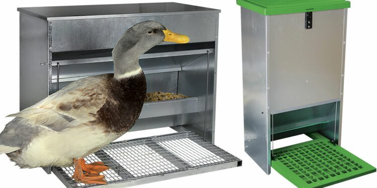 Comment faire pour que les oiseaux ne mangent pas les graines des poules ?