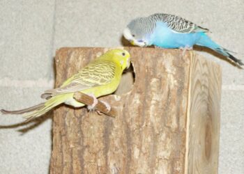 Comment faire pour que les perruche s'accouple ?