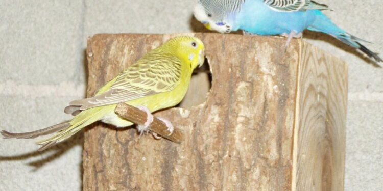 Comment faire pour que les perruche s'accouple ?