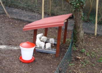 Comment faire pour que les poules n'aient pas froid ?