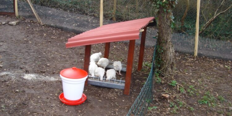 Comment faire pour que les poules n'aient pas froid ?