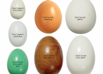 Comment faire pour que les poules pondent au même endroit ?