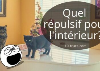 Comment faire pour que mon chat ne fasse plus pipi sur le canapé ?