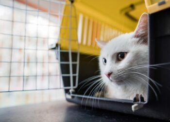 Comment faire pour que mon chat vienne quand je l'appelle ?