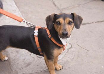 Comment faire pour que mon chien arrête d'aboyer sur tout le monde ?