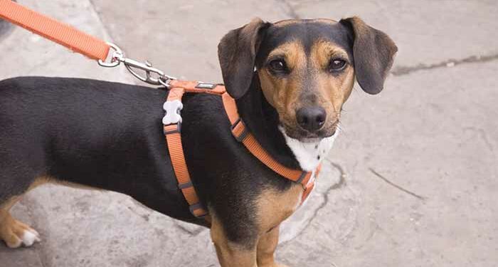 Comment faire pour que mon chien arrête d'aboyer sur tout le monde ?