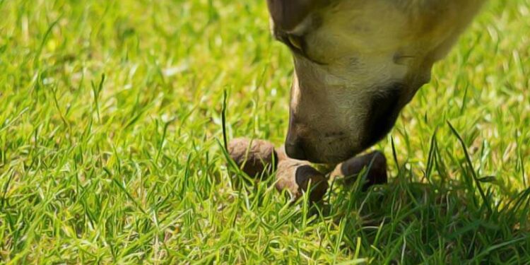 Comment faire pour que mon chien arrête de manger ses crottes ?