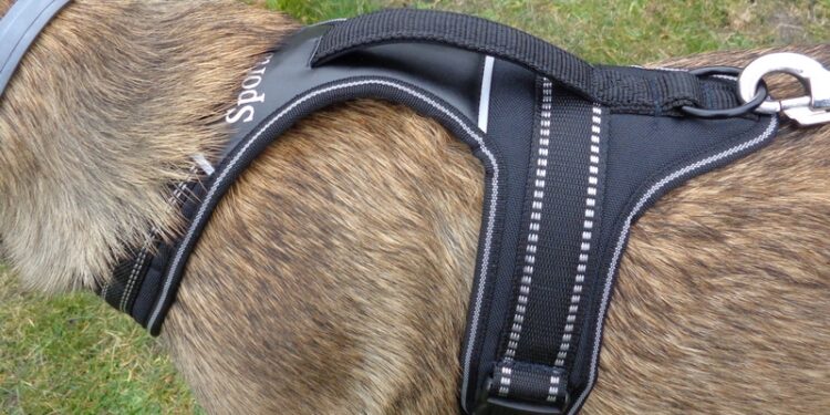 Comment faire pour que mon chien arrête de tirer ?