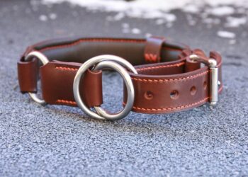 Comment faire pour que mon chien ne s'échappe pas ?