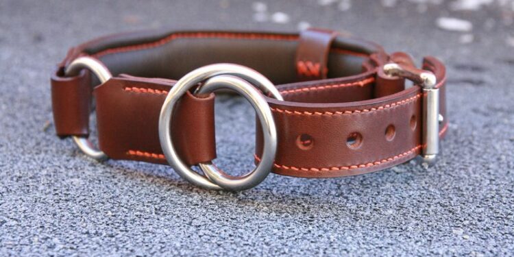 Comment faire pour que mon chien ne s'échappe pas ?