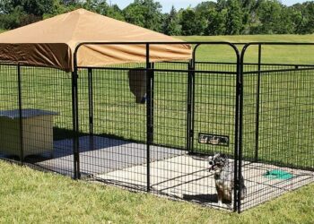 Comment faire pour que mon chien ne s'échappe pas ?