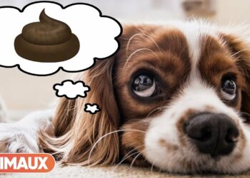 Comment faire pour que mon chien soit propre en mon absence ?