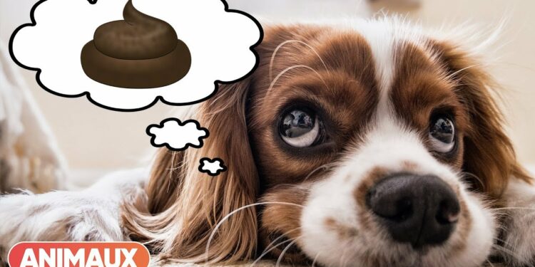 Comment faire pour que mon chien soit propre en mon absence ?