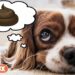 Comment faire pour que mon chien soit propre en mon absence ?
