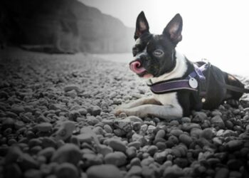 Comment faire pour que mon chiot arrête de manger des cailloux ?