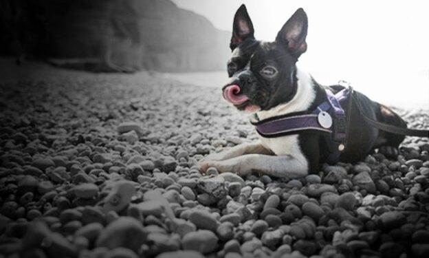 Comment faire pour que mon chiot arrête de manger des cailloux ?