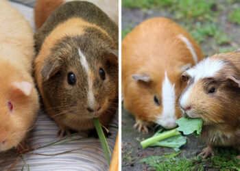 Comment faire pour que mon cochon d'Inde ne s'ennuie pas ?