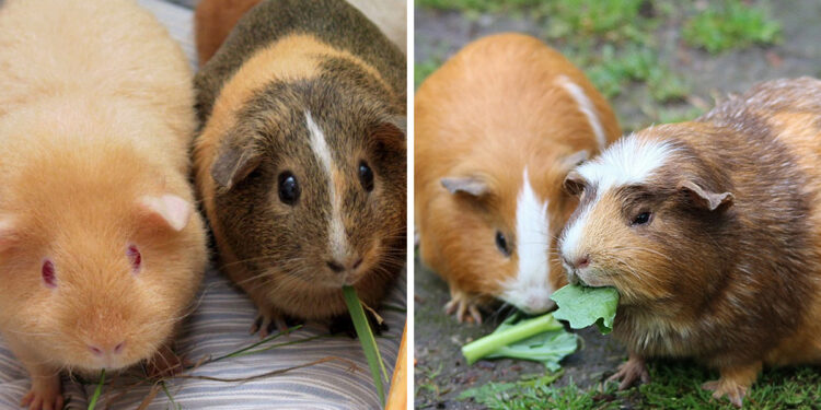 Comment faire pour que mon cochon d'Inde ne s'ennuie pas ?