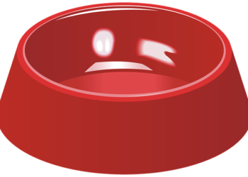 Comment faire pour que mon cochon d'Inde soit heureux ?