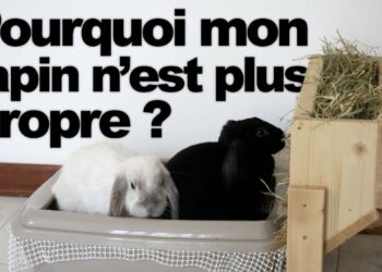 Comment faire pour que mon lapin aille dans sa litière ?