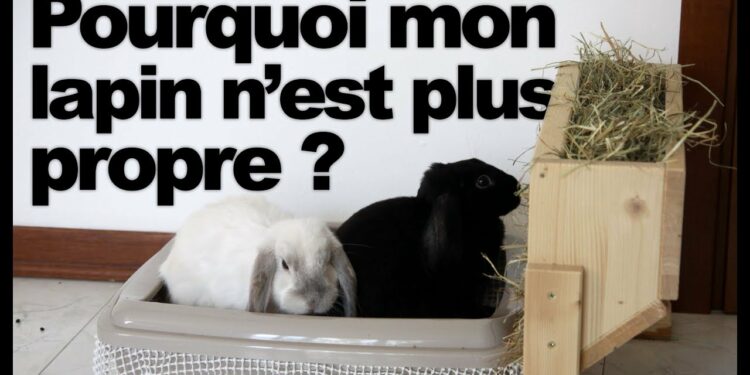 Comment faire pour que mon lapin aille dans sa litière ?