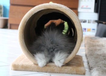 Comment faire pour que mon lapin dort la nuit ?