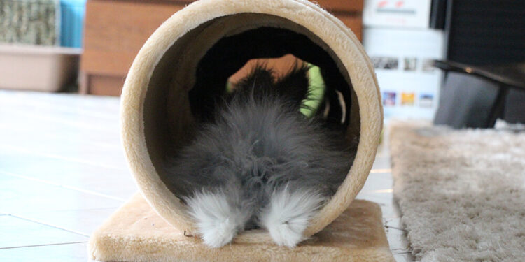 Comment faire pour que mon lapin dort la nuit ?