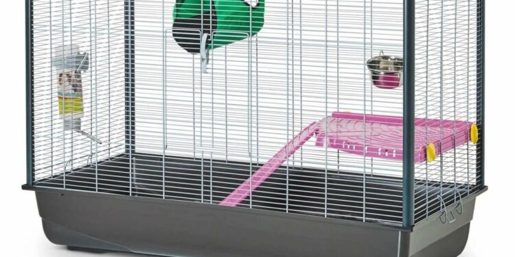 Comment faire pour que mon rat soit propre ?