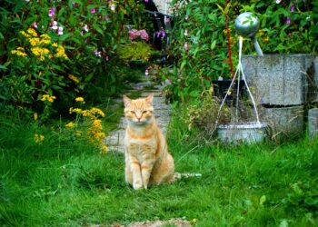 Comment faire pour que son chat ne parte pas trop loin ?