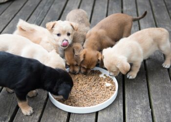 Comment faire pour que son chien ne mange pas n'importe quoi ?