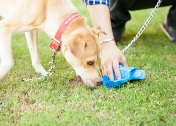 Comment faire pour que son chien ne mange pas son caca ?