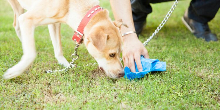 Comment faire pour que son chien ne mange pas son caca ?
