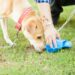 Comment faire pour que son chien ne mange pas son caca ?