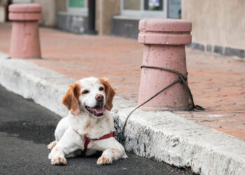 Comment faire pour que son chien ne s'échappe pas ?