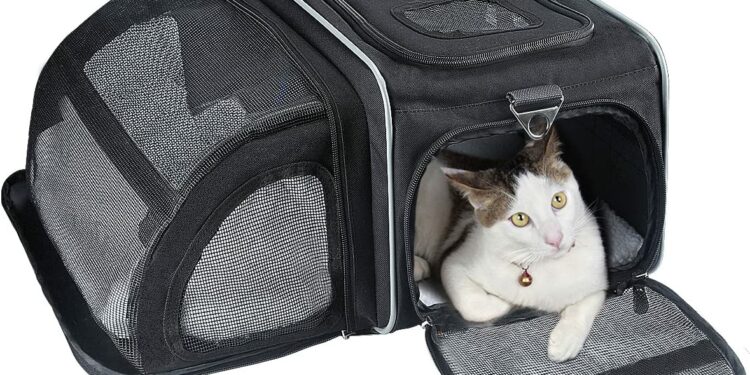 Comment faire pour qu'un chat ne miaule pas en voiture ?