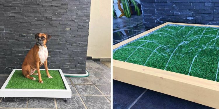 Comment faire pour qu'un chien fasse ses besoins au même endroit ?