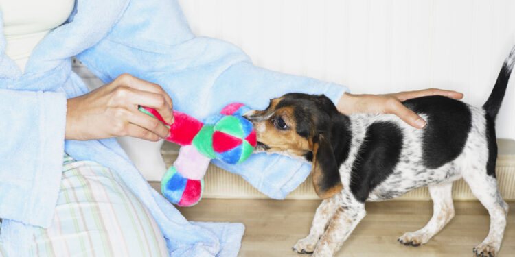 Comment faire pour qu'un chiot ne mange pas tout ?