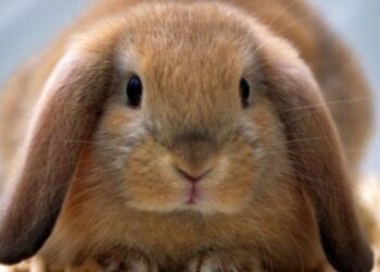 Comment faire pour qu'un lapin arrête de faire pipi partout ?