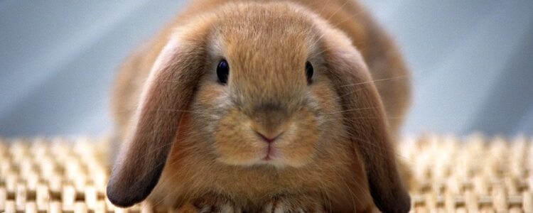 Comment faire pour qu'un lapin arrête de faire pipi partout ?