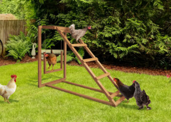 Comment faire pour qu'une poule ne s'ennuie pas ?