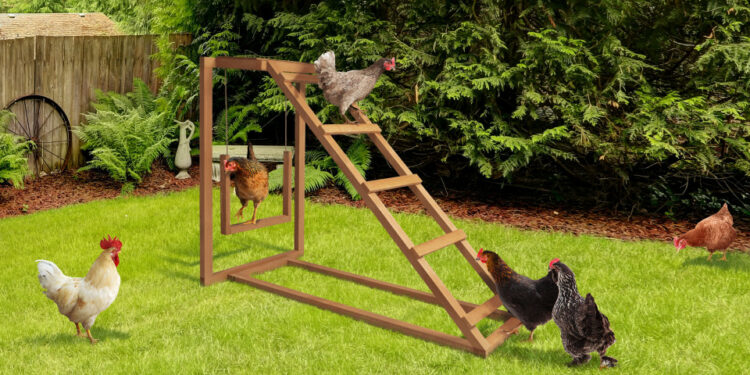 Comment faire pour qu'une poule ne s'ennuie pas ?