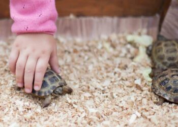 Comment faire pour qu'une tortue ne s'ennuie pas ?